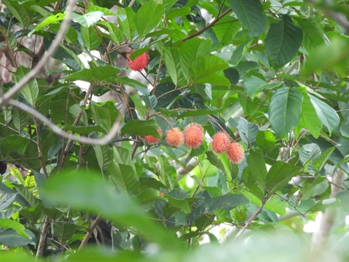 Rambutan