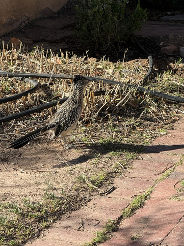 Greater Roadrunner