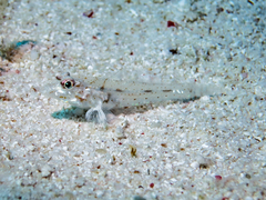 Slender Sandgoby photo 3