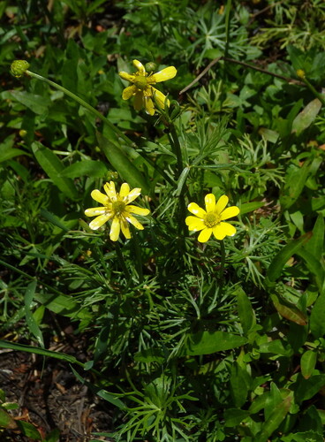 river buttercup (Ranunculus inundatus)