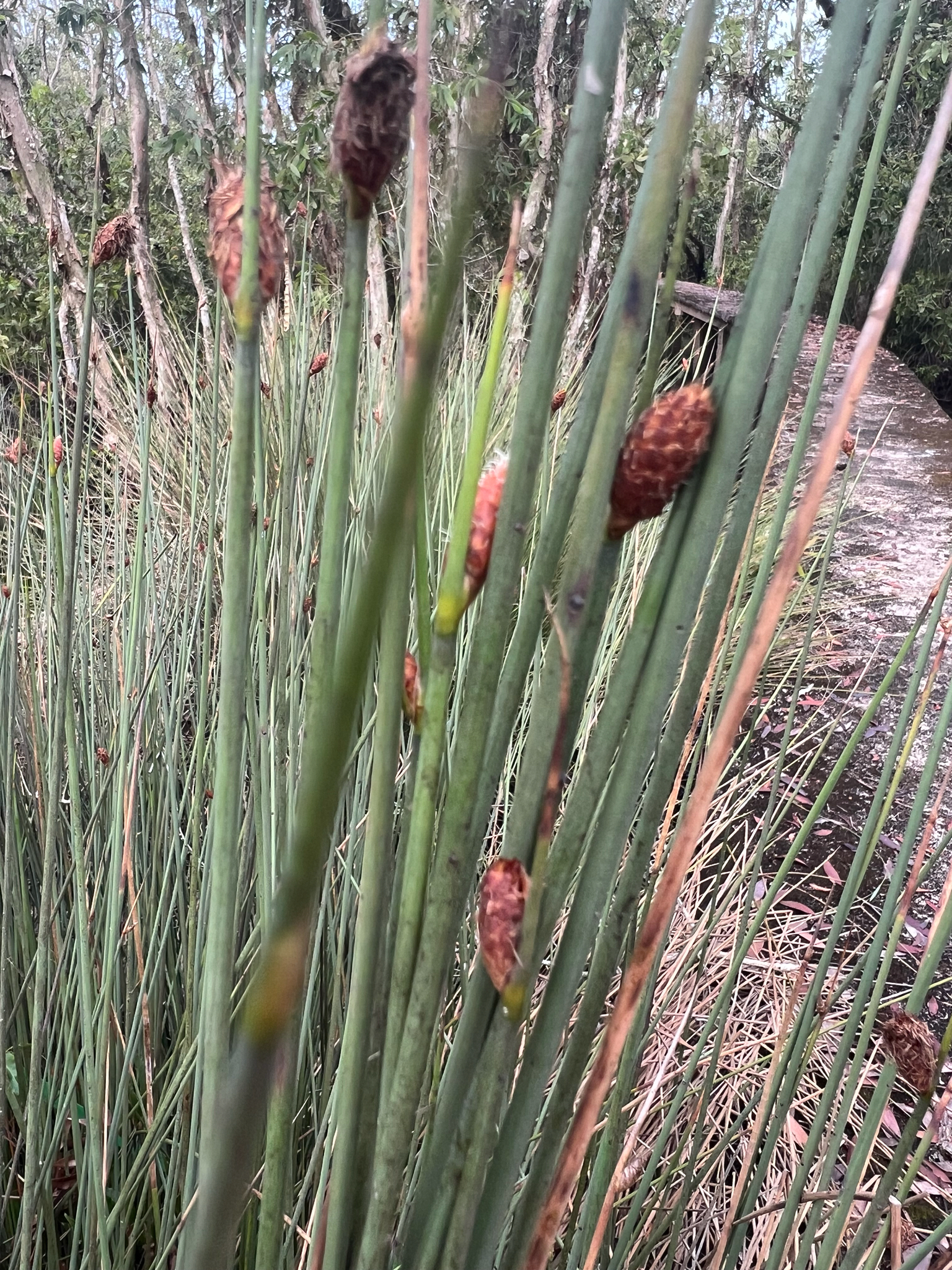 Cỏ bàng — ảnh 2