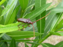 Chydarteres striatus