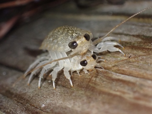 Wharf Louse photo 4