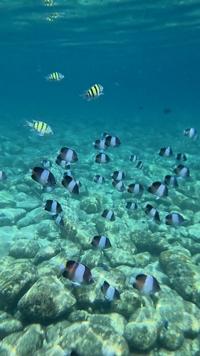 Hemitaurichthys zoster