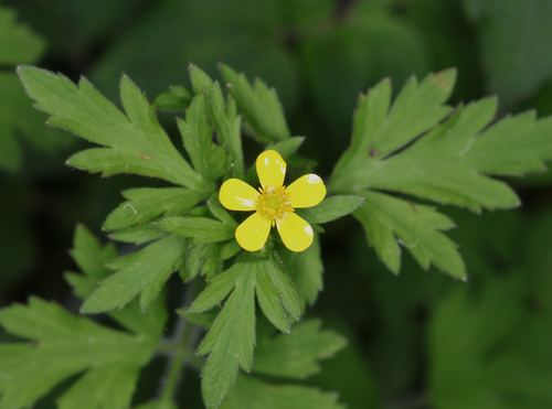 forest buttercup (Ranunculus plebeius)