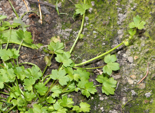 small-flowered buttercup (Ranunculus sessiliflorus)