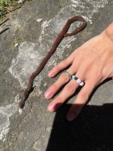 Grabowsky's Reed Snake