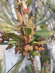 Morella cerifera image
