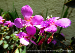 Heterocentron elegans