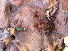 Chydarteres striatus