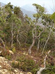 Rhododendron arboreum