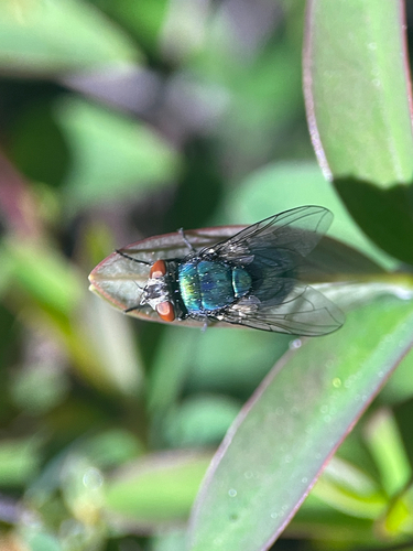 Unknown species found near Mount Vernon Ct, Mountain View, CA, US