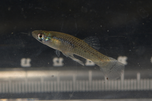 Western Mosquitofish