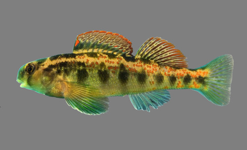 Cumberland Snubnose Darter