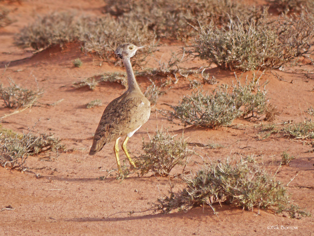 Little Brown Bustard illustration