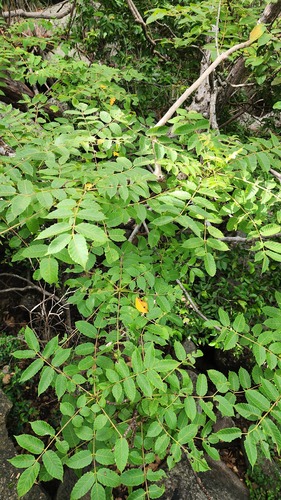 Garuga floribunda observed 2026-02-22