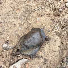 Actinemys marmorata pallida