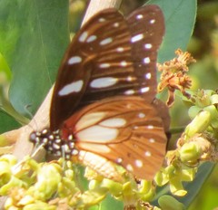 Graphium leonidas leonidas