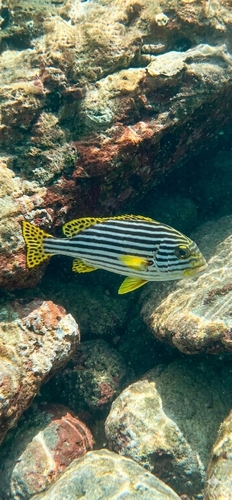Plectorhinchus vittatus