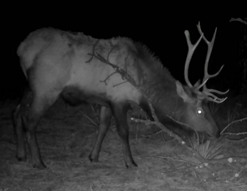 Elk