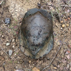 Actinemys marmorata pallida