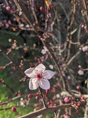 Prunus