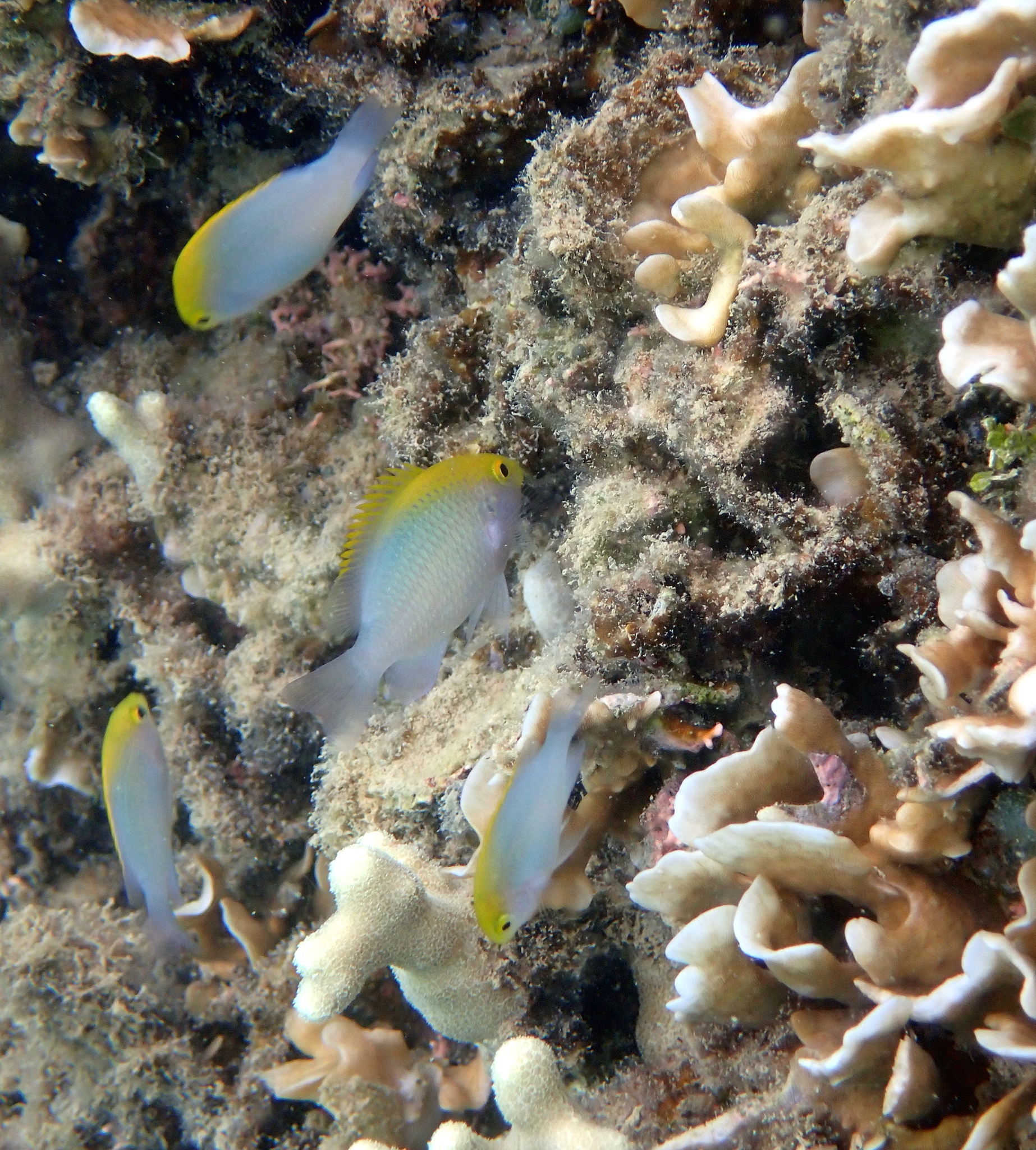 Goldhead Damselfish photo 8