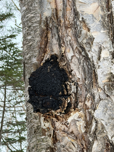 chaga