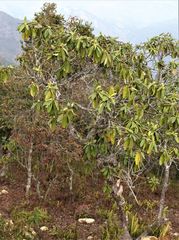 Rhododendron arboreum