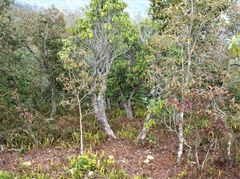 Rhododendron arboreum