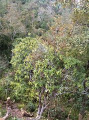 Rhododendron arboreum