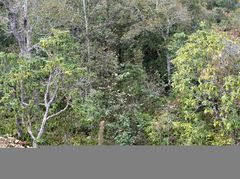 Rhododendron arboreum