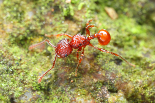 Pristomyrmex brevispinosus