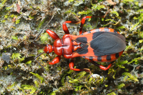Red Assassin Bug
