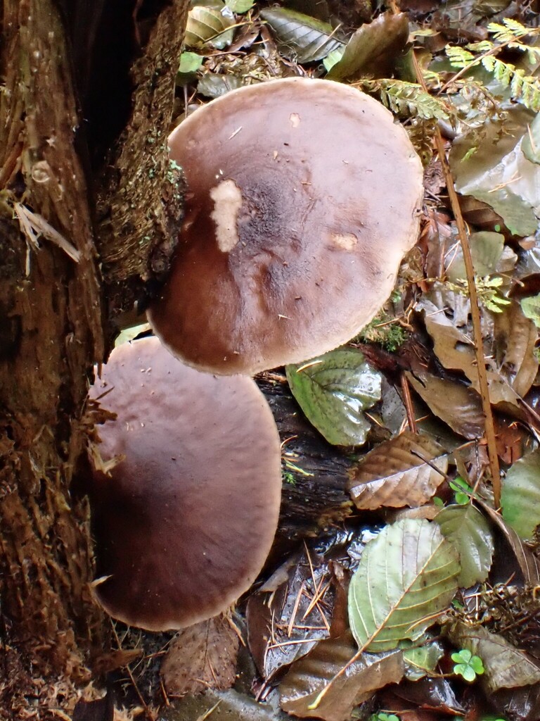 Pluteus cervinus · November 2025 · photo: © anita712 (iNaturalist, cc0)