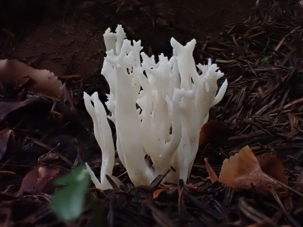 Clavulina rugosa · November 2025 · photo: © anita712 (iNaturalist, cc0)