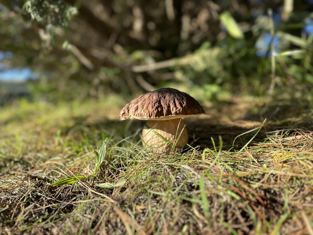 Boletus edulis · March 2026 · photo: © marmalade101 (iNaturalist, cc0)