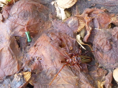 Chydarteres striatus