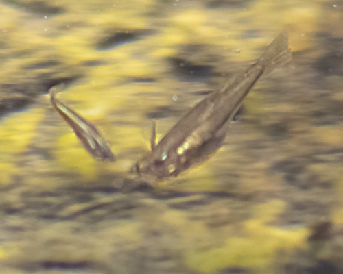 Blackstripe livebearer (Poeciliopsis prolifica) — Poeciliidae