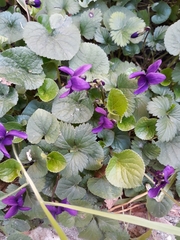 Viola odorata