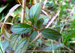 Heterocentron elegans