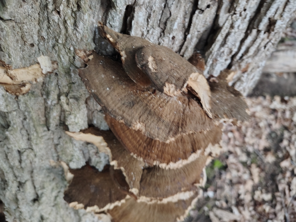 Ischnoderma resinosum · March 2026 · photo: © tony_told_me (iNaturalist, cc0)