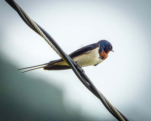 Barn Swallow