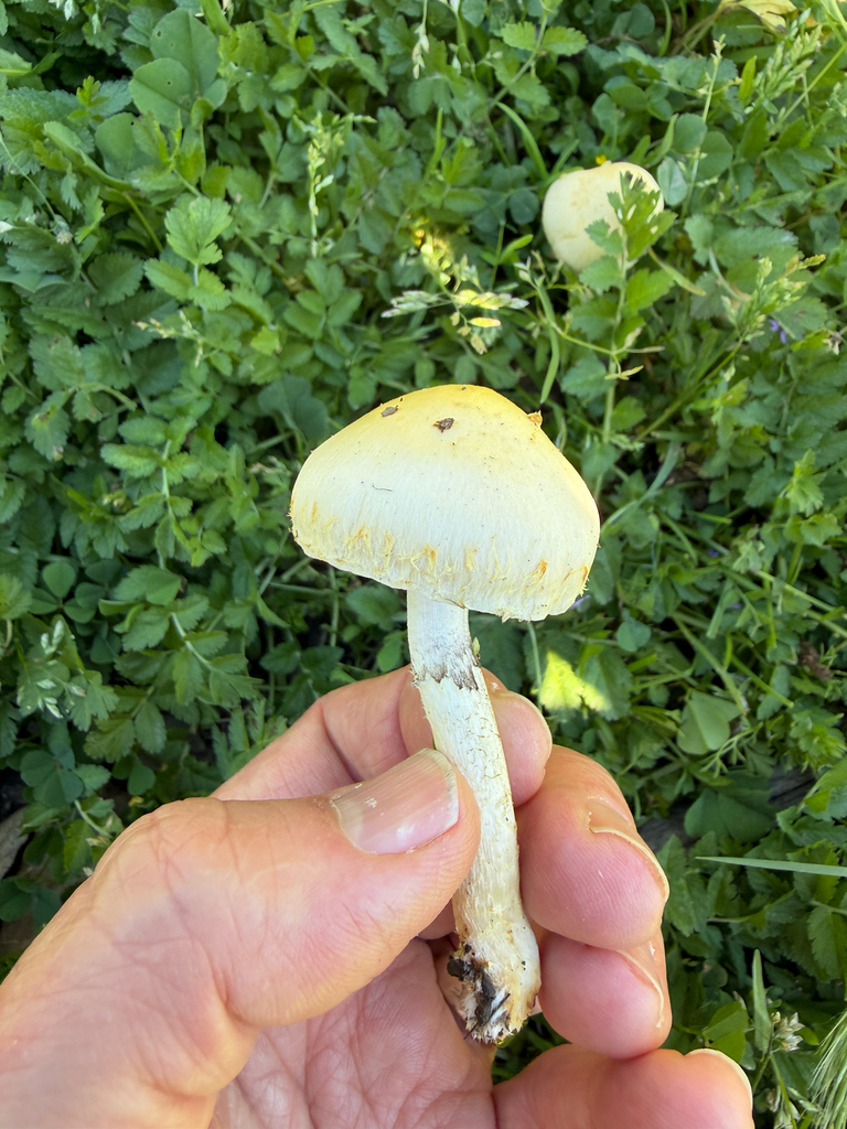 Leratiomyces percevalii · March 2026 · photo: © chrisalises (iNaturalist, cc-by)