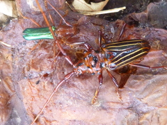 Chydarteres striatus