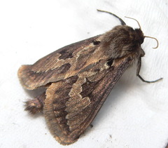 Eudalaca homoterma