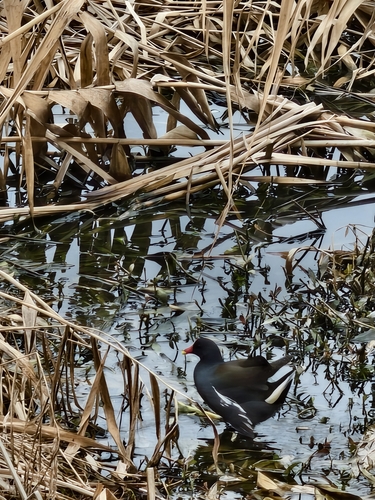 Eurasian Moorhen