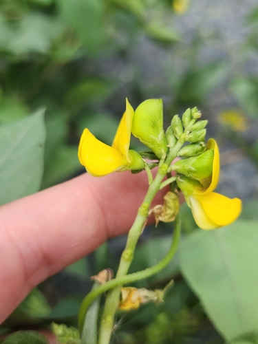 Vigna luteola