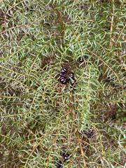 Coriaria angustissima, photograph (c) Mike King, some rights reserved (CC BY)