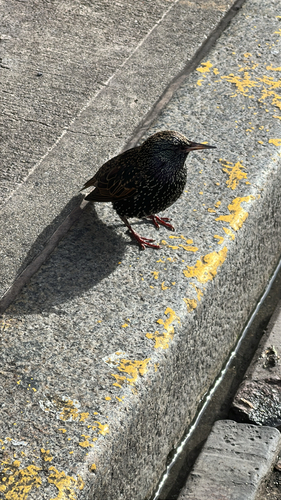 European Starling